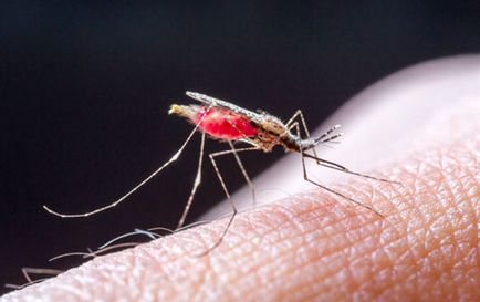 Malaria tropicală este mai periculoasă și cum să vă protejați