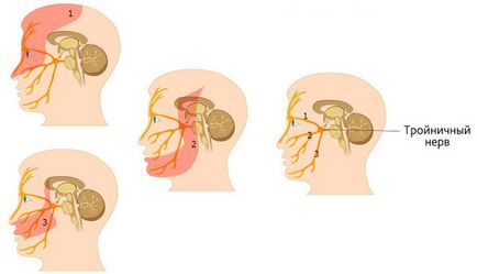 Трійчастий нерв анатомія, де знаходяться гілки нерва (фото і схема розташування)
