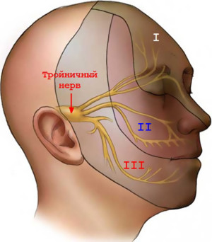 Трійчастий нерв анатомія, де знаходяться гілки нерва (фото і схема розташування)