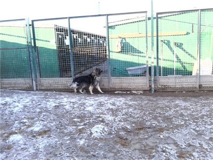 Тучкін Олександр Аркадійович випробувальний термін, притулок для бездомних тварин, г