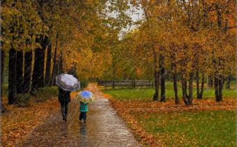 Дивовижна історія порятунку двох собак