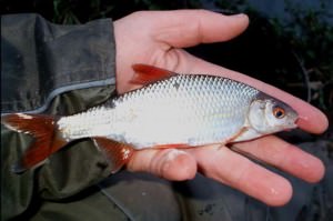 Уловисті снасті для лову плотви взимку - поплавочная, ловля на мормишку