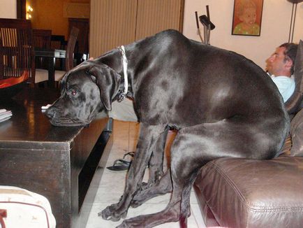 Cel mai înalt câine din lume a murit este interesant!