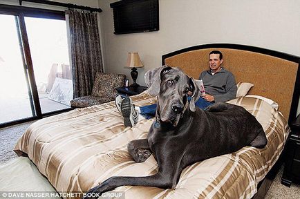 Померла найвища собака в світі це цікаво!