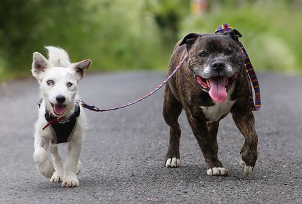 Унікальна історія дружби двох собак! Дивіться 5 фото і відео, ВМЖ