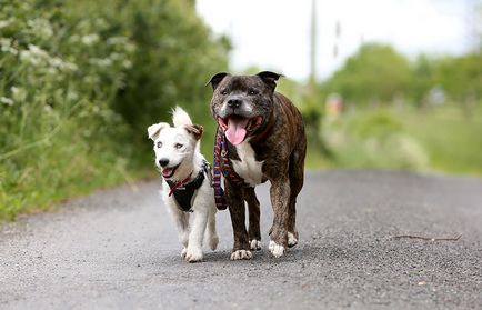 Унікальна історія дружби двох собак! Дивіться 5 фото і відео, ВМЖ