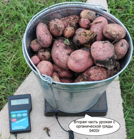 Burgonya betakarítás után rozs (biogazdálkodás.) betakarításától után rozs