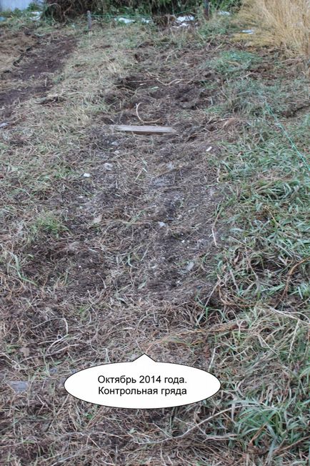 Harvest burgonya után rozs (természetes gazdálkodás) betakarításától után rozs