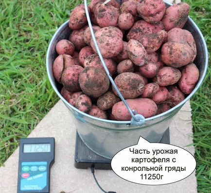 Урожай картоплі після жита