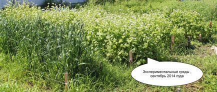 Burgonya betakarítás után rozs (biogazdálkodás.) betakarításától után rozs