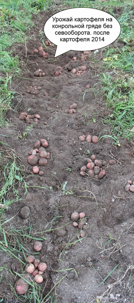 Урожай картоплі після жита