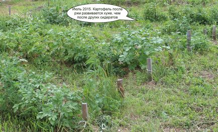 burgonya növény után rozs (betakarítás) betakarításától után rozs