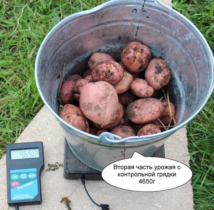 burgonya növény után rozs (betakarítás) betakarításától után rozs