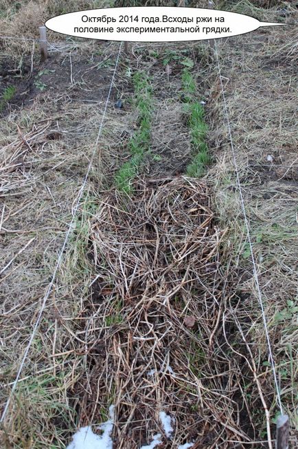 Burgonya betakarítás után rozs (biogazdálkodás.) betakarításától után rozs