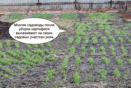 burgonya növény után rozs (betakarítás) betakarításától után rozs