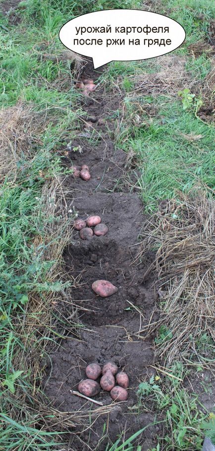 Harvest burgonya után rozs (természetes gazdálkodás) betakarításától után rozs