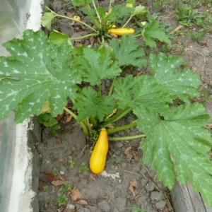 Feltételek termesztése zöldség cukkini - kert gond nélkül