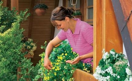 Догляд за балконними квітами
