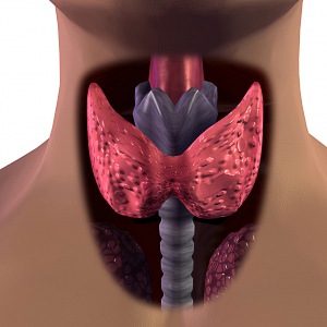 Узі щитовидної залози як підготуватися