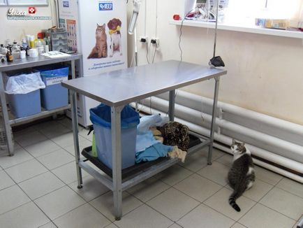 Clinica veterinară Umka g