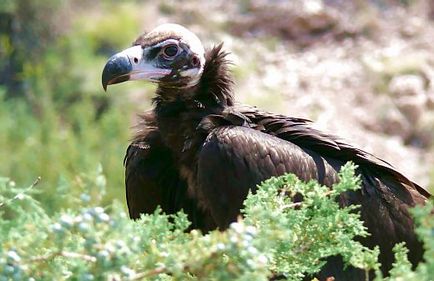 Tipuri de vulturi de păsări