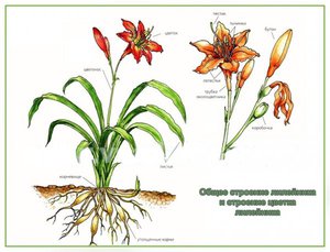 Tipuri de zi cu zi, particularități de îngrijire și plantare, sfaturi de stăpâni