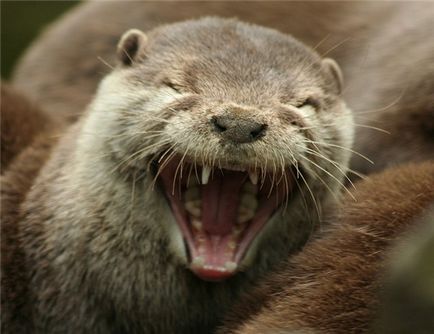 Otters - Ziarul Zoo