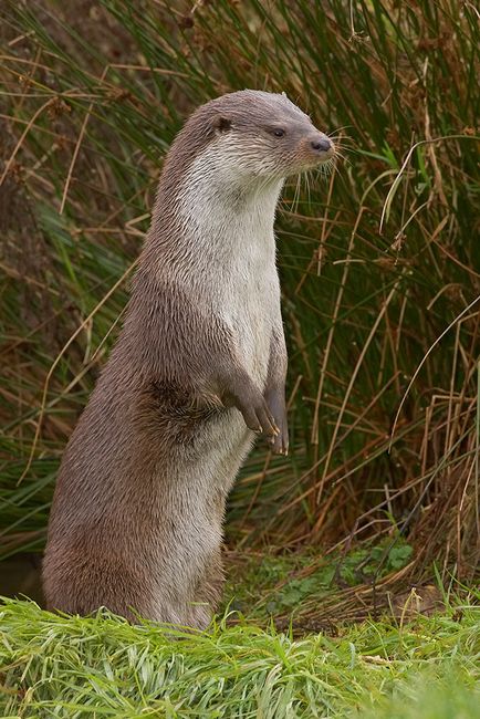 Otters - Ziarul Zoo