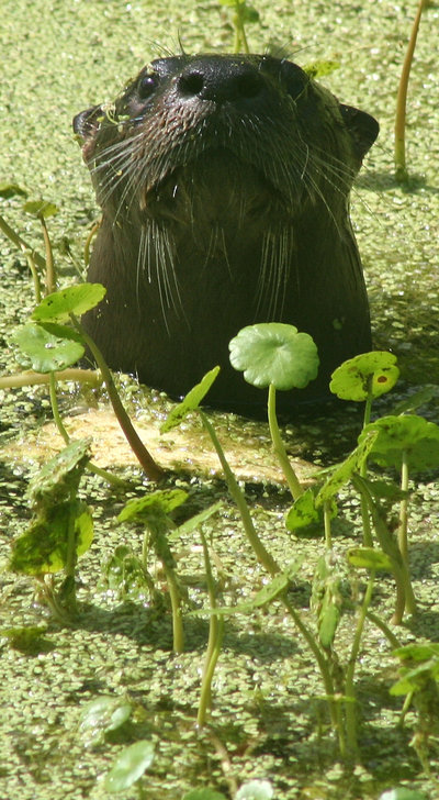 Otters - Ziarul Zoo