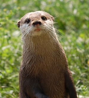 Otter - jurnal zoologic