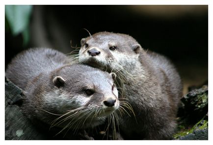 Otter - jurnal zoologic
