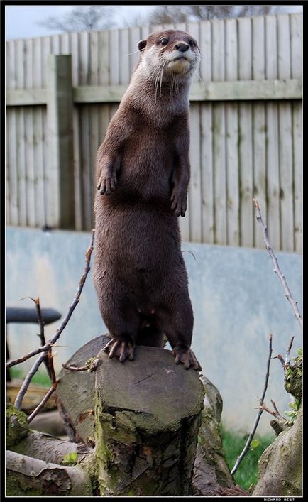 Otters - Ziarul Zoo