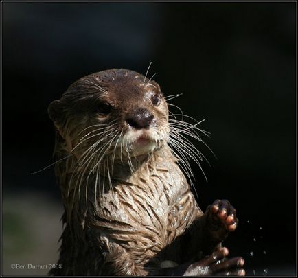 Otters - Ziarul Zoo