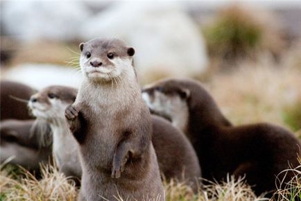 Otters - Ziarul Zoo