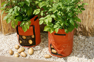 Вирощування картоплі в мішках переваги методу і його недоліки, варіанти посадки