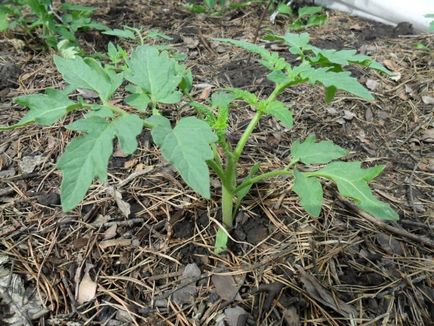 Creșterea unei tomate fără răsaduri - ghid pas cu pas