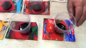 Вирощування розсади томатів для тих, хто ще ніколи цього не робив, для