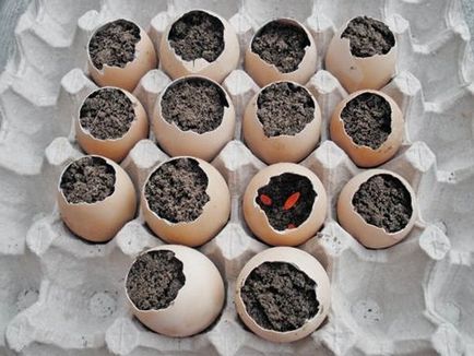 A növekvő palántákat tojáshéj
