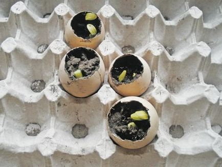 A növekvő palántákat tojáshéj