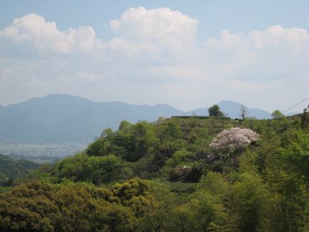 Вишнева - лексика про словах, прекрасних, як квіти сакури