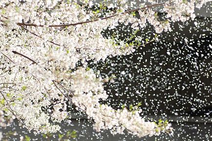 Cherry - vocabular despre cuvinte frumoase, cum ar fi flori de sakura