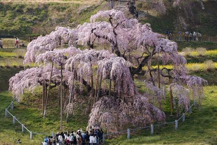 Cherry - vocabular despre cuvinte frumoase, cum ar fi flori de sakura