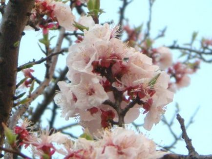 Вишнева - лексика про словах, прекрасних, як квіти сакури