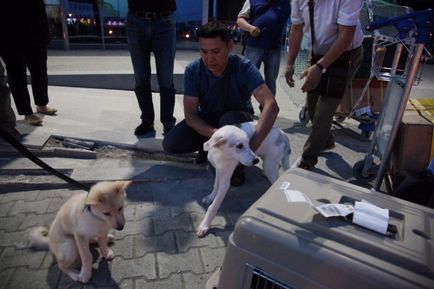 В росії цуценя-клон зустрівся з собакою, з якої його створили
