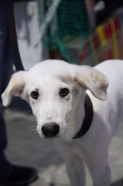 В росії цуценя-клон зустрівся з собакою, з якої його створили