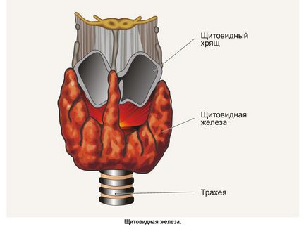 Все, що потрібно знати про щитовидній залозі