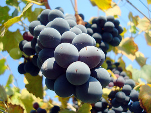 Вторинне вино з мезги винограду
