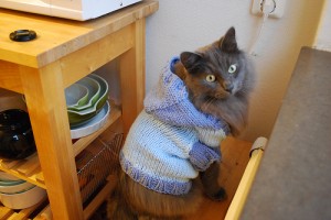 В'язана одяг для кішок