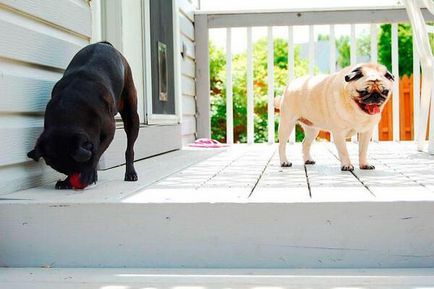 Pugs împerechere, cum să pregătești un câine