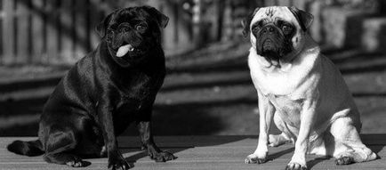 Pugs împerechere, cum să pregătești un câine